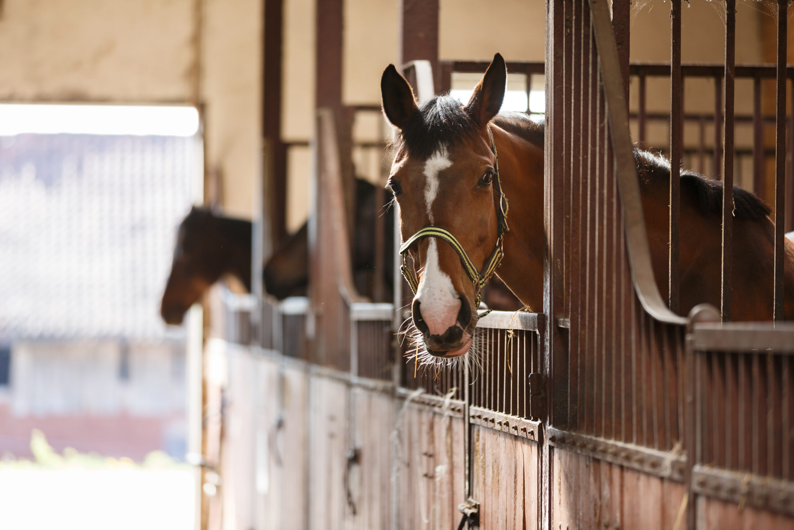 The horse peeking out of the stall