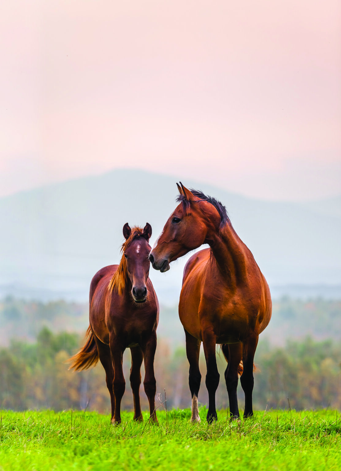 Mare and foal in a meadow in autumn